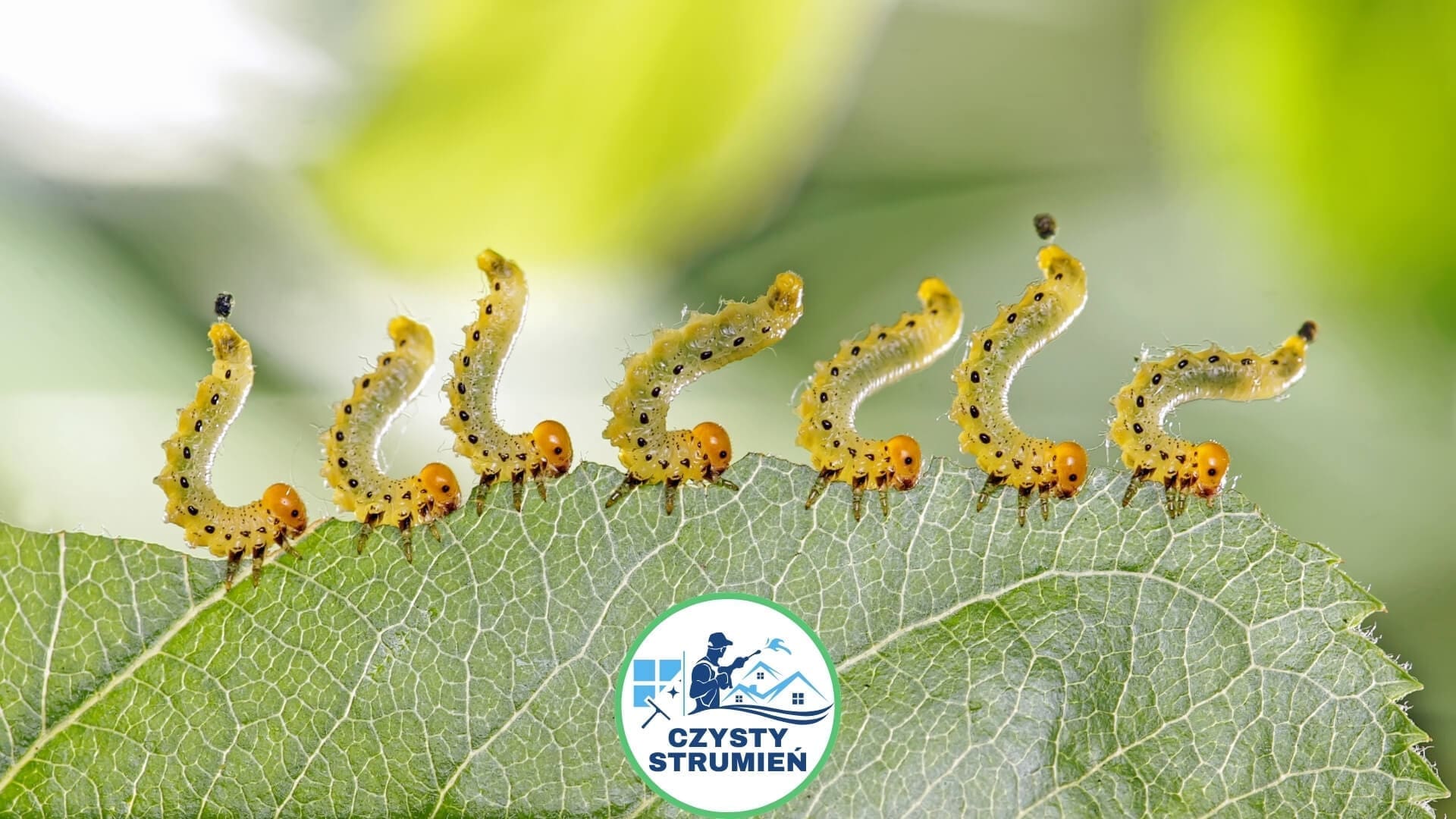 Jak walczyć ze szkodnikami w ogrodzie, aby rośliny były zdrowe i pięknie się prezentowały?